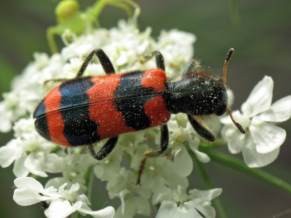 Trichodes apiarius (Linnaeus, 1758)